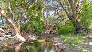 Natural creek with mature trees and dense foliage