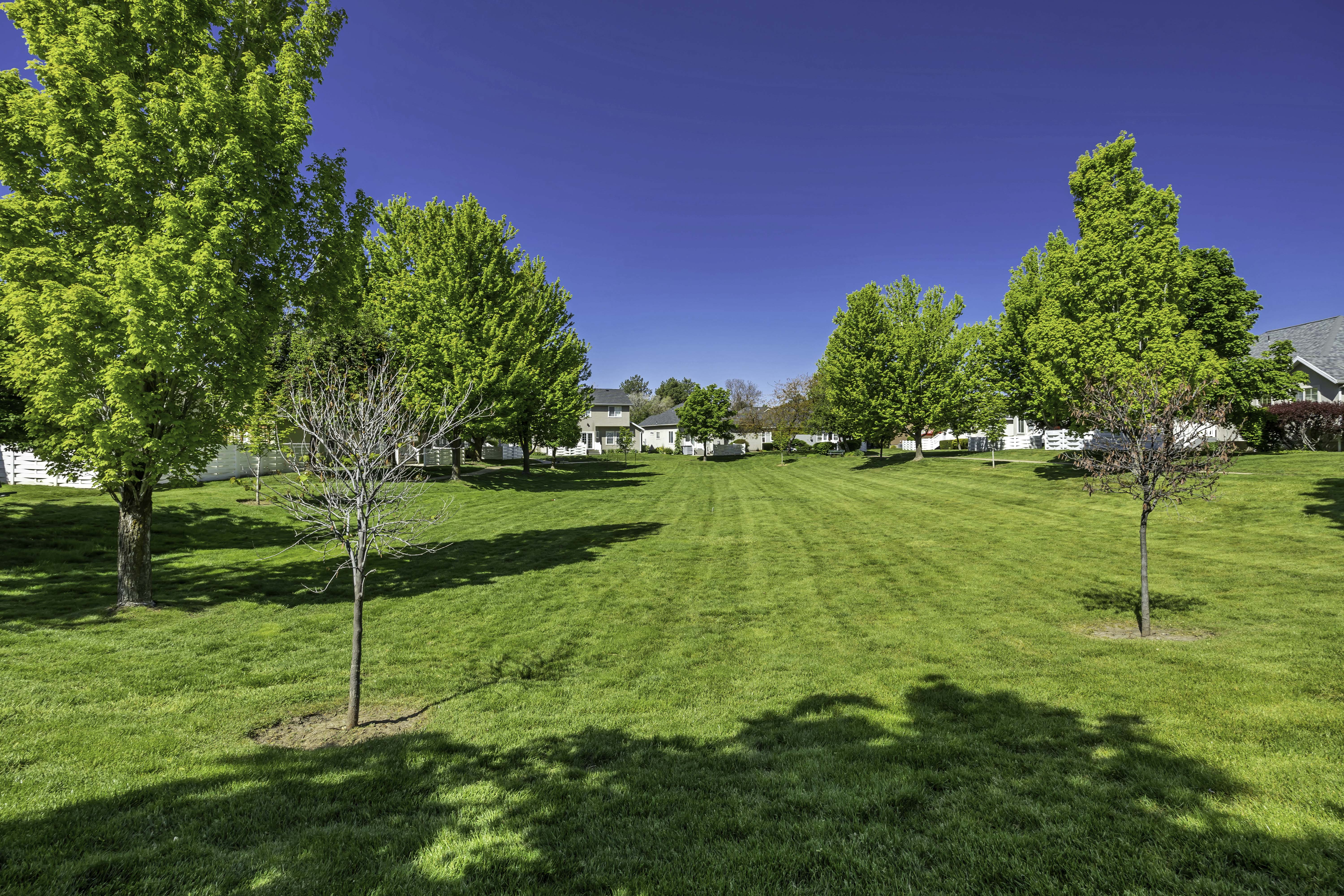 Expansive green lawn with mature shade trees and a partial white picket fence