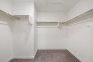 Spacious walk-in closet featuring white walls, white trim, and light grey carpeting