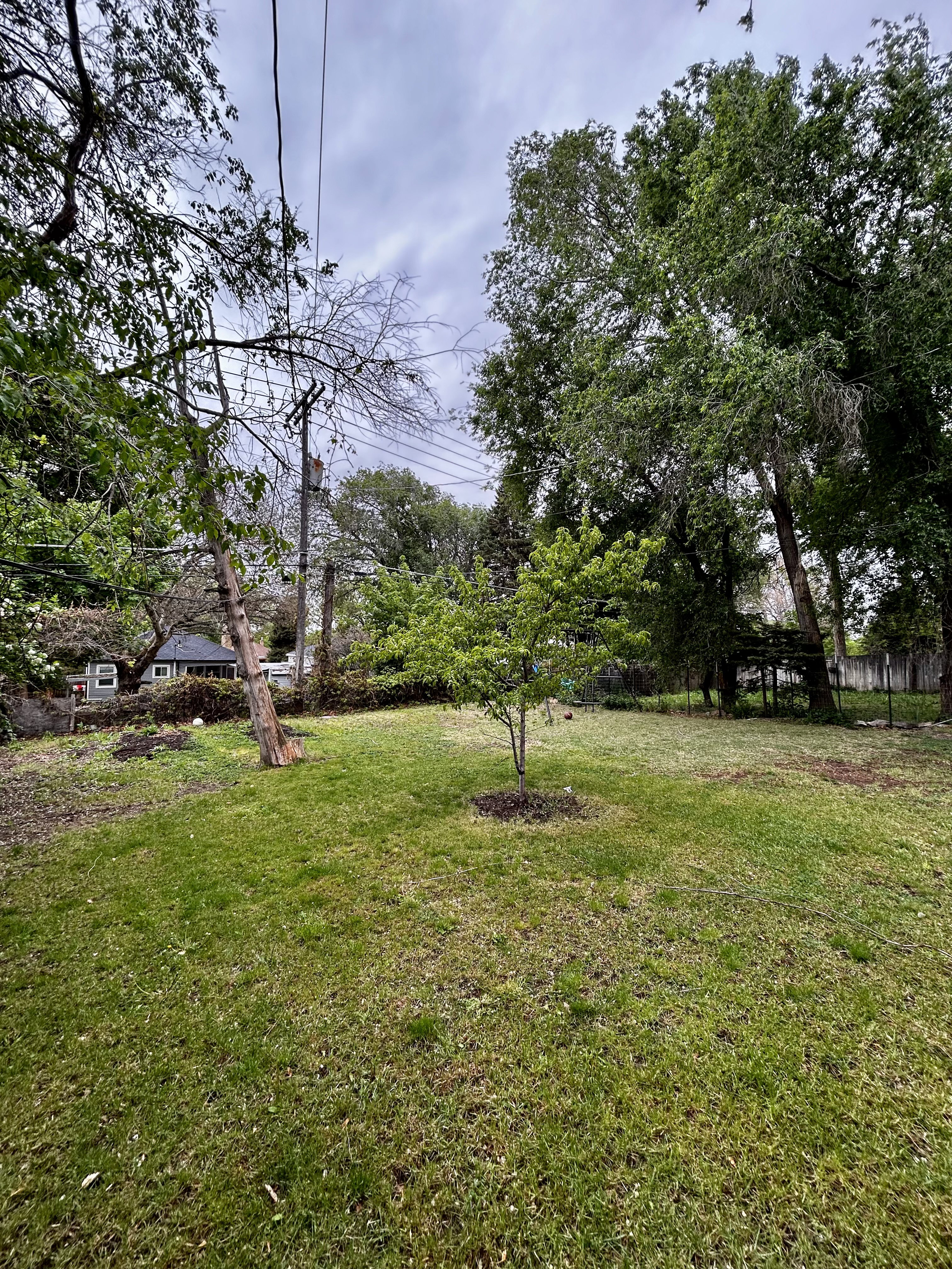 Expansive green lawn with mature perimeter trees and a central young tree