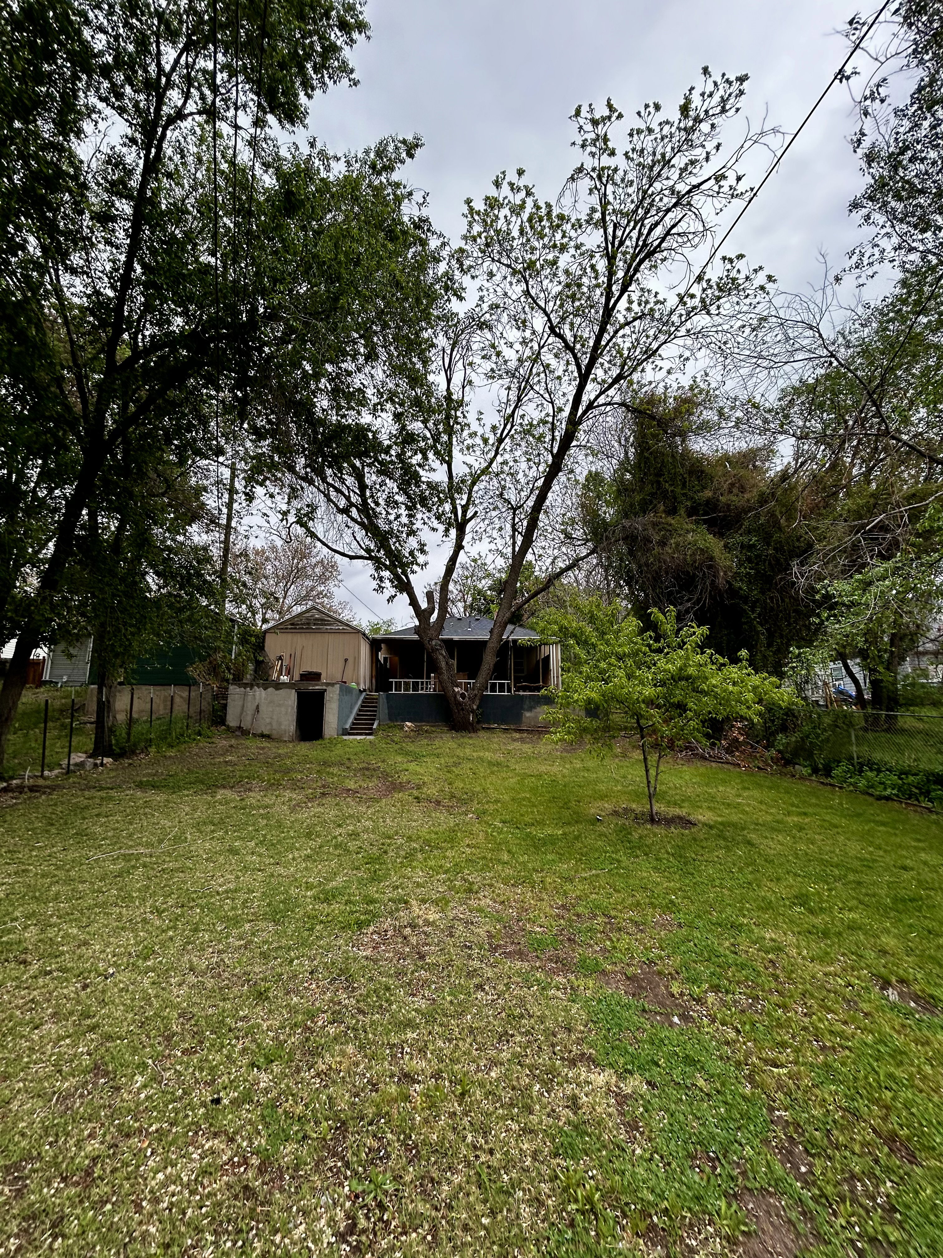 Expansive green lawn with a mature central tree