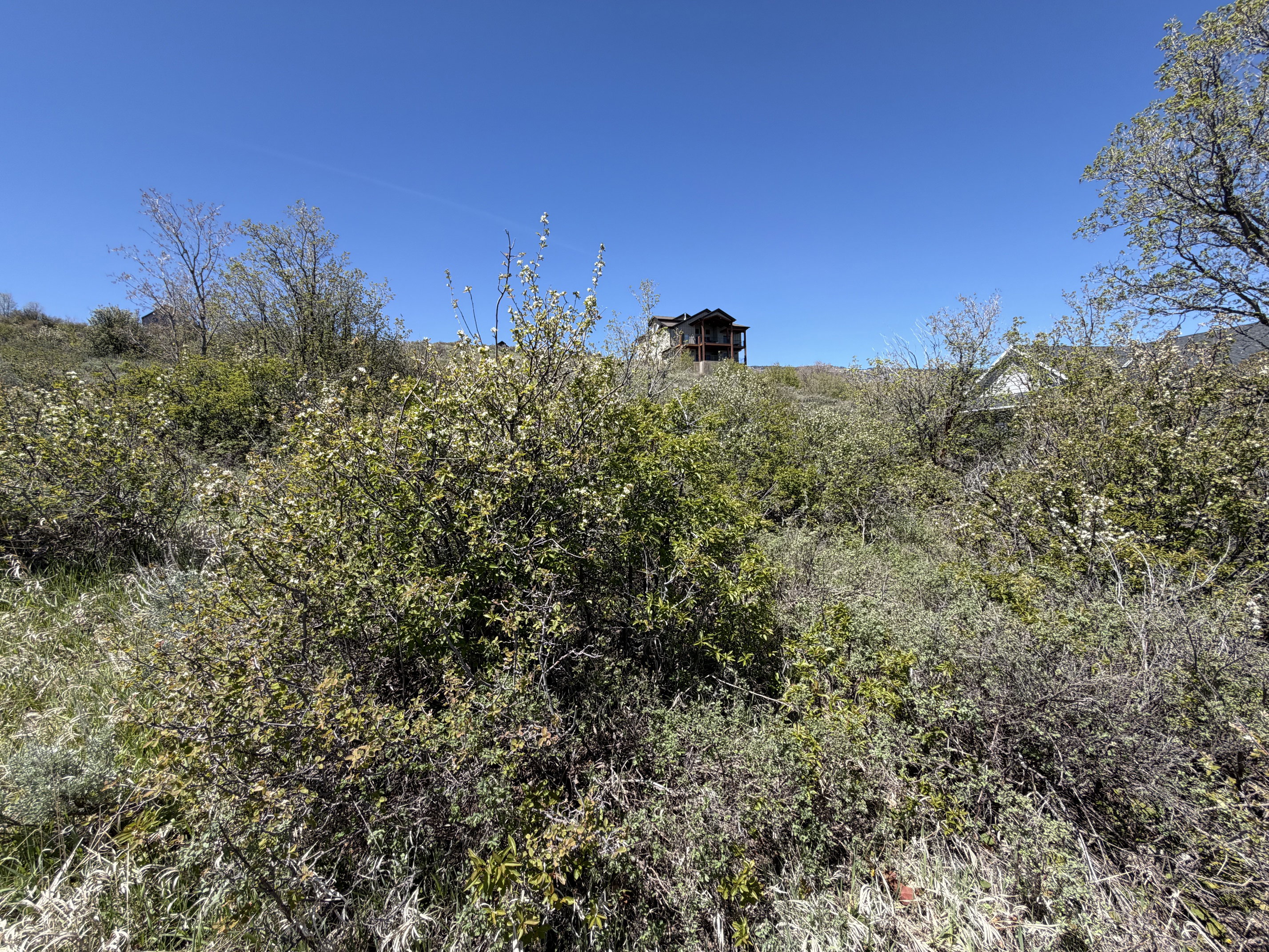 Natural landscape featuring varied shrubbery and visible residential structures in the background