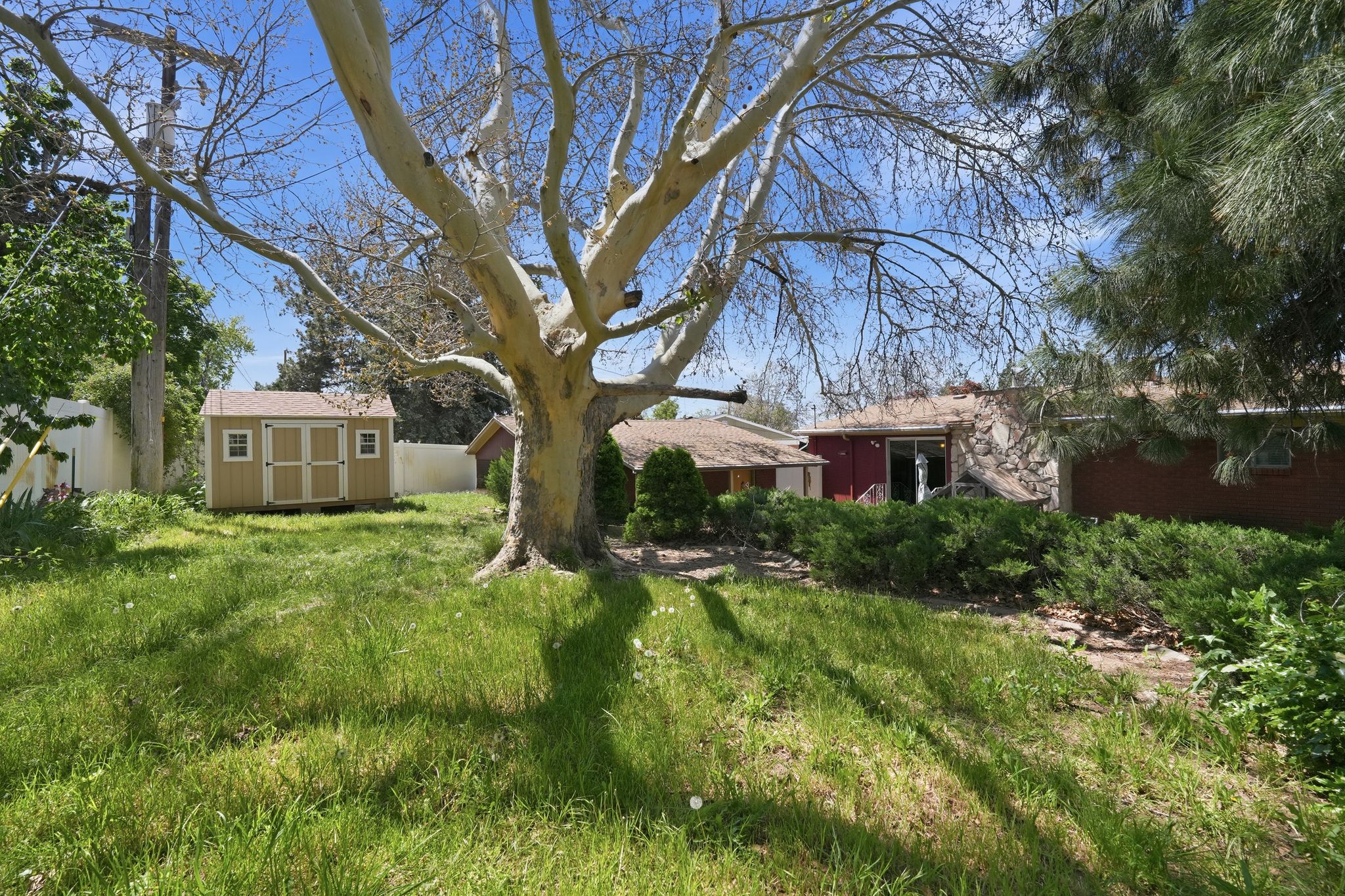 Spacious backyard featuring a prominent mature tree, a detached storage shed with double doors, and established shrubbery bordering the main residence
