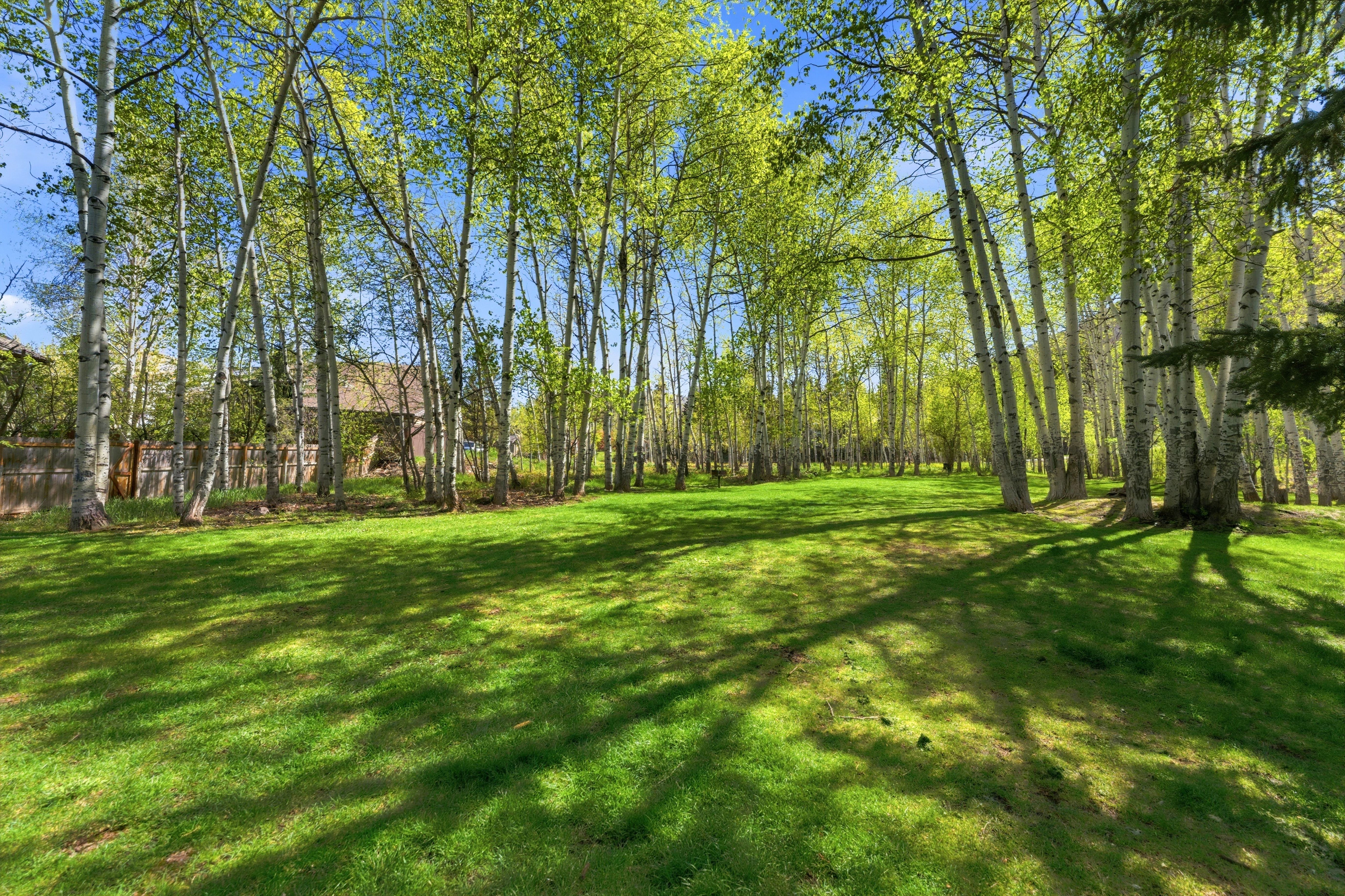 Expansive green lawn surrounded by a dense grove of slender trees with light-colored bark and vibrant green foliage