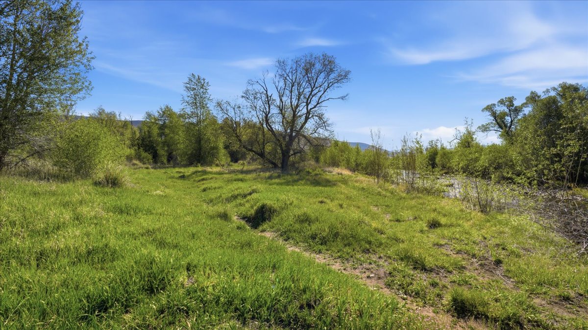 Expansive open land with verdant grasses and mature trees, bordered by natural foliage