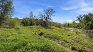 Expansive open land with verdant grasses and mature trees, bordered by natural foliage