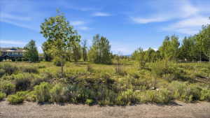 Expansive natural landscape featuring varied vegetation, mature trees, and distant mountain scenery under a clear blue sky