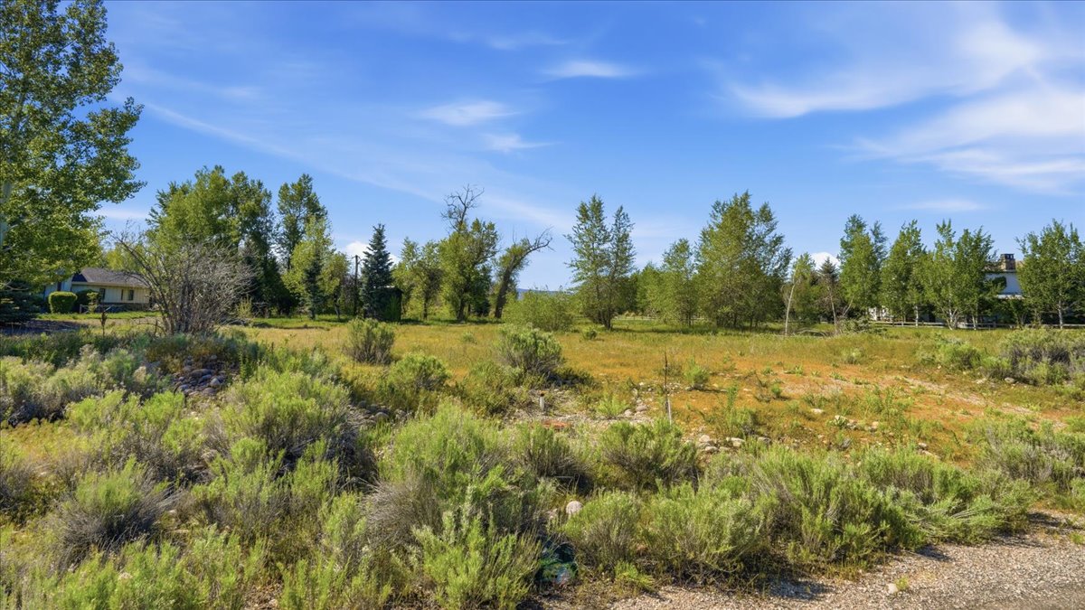 Expansive open land featuring diverse natural vegetation, mature trees, and a clear blue sky