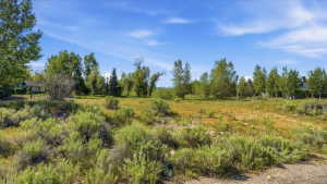 Expansive open land featuring diverse natural vegetation, mature trees, and a clear blue sky