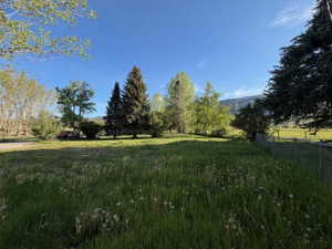 Expansive grassy lot featuring mature evergreen trees and a chain-link fence