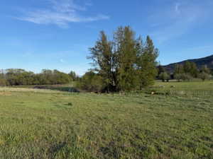Expansive green field with natural growth trees and distant mountain range