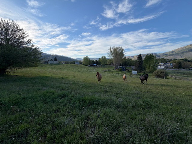 Expansive green field with natural grass