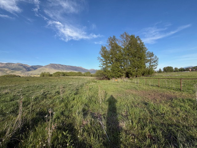 Expansive grassy terrain featuring scattered trees and a distant mountain range under a clear sky