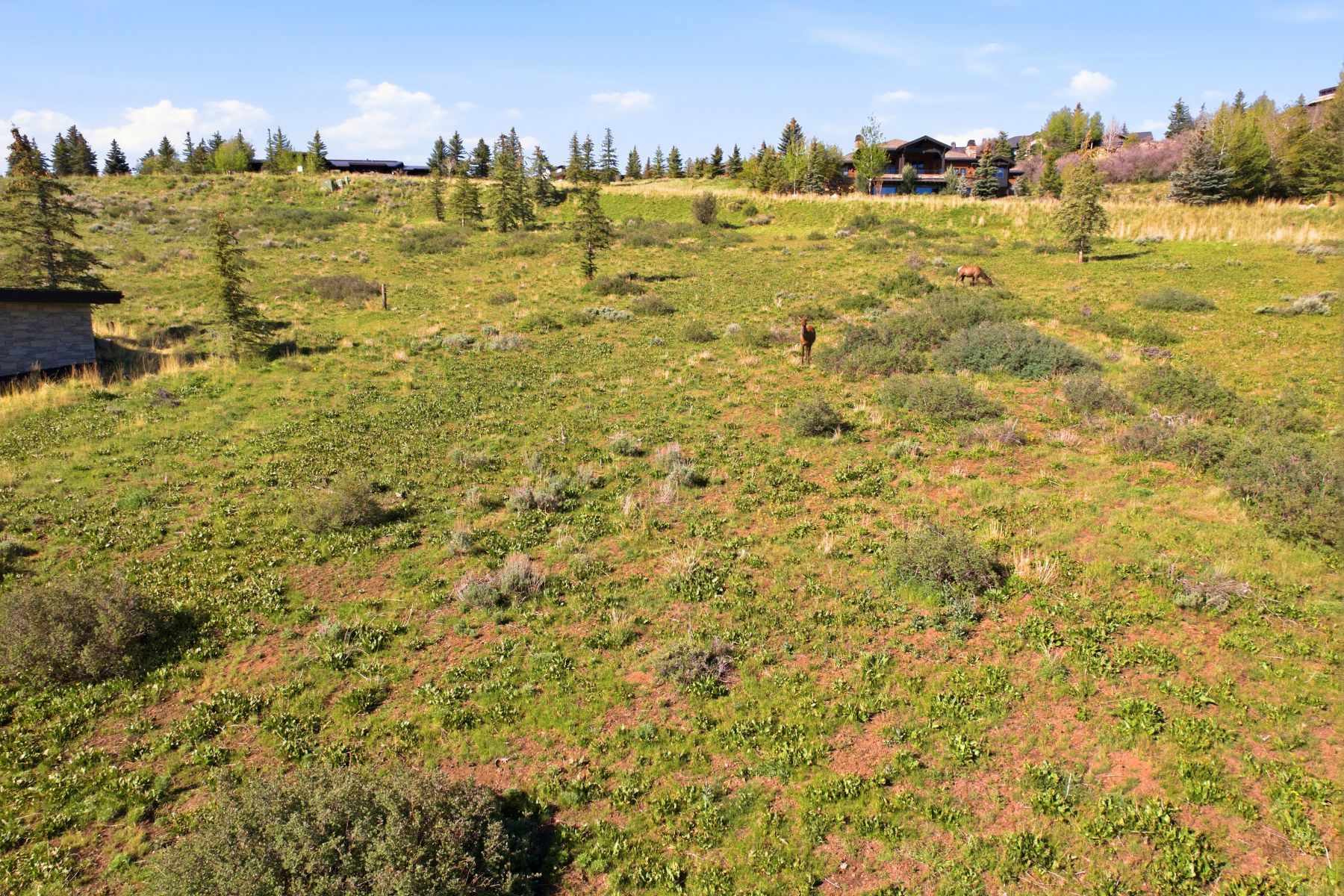 Expansive grassy terrain with varied brush and scattered evergreen trees