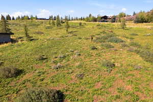 Expansive grassy terrain with varied brush and scattered evergreen trees