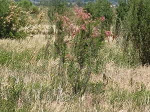 View of undeveloped land