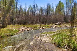 Natural riparian corridor with a flowing stream, bordered by varied foliage and a clear blue sky