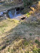 Naturalistic pond feature surrounded by established vegetation and an expansive grassy area