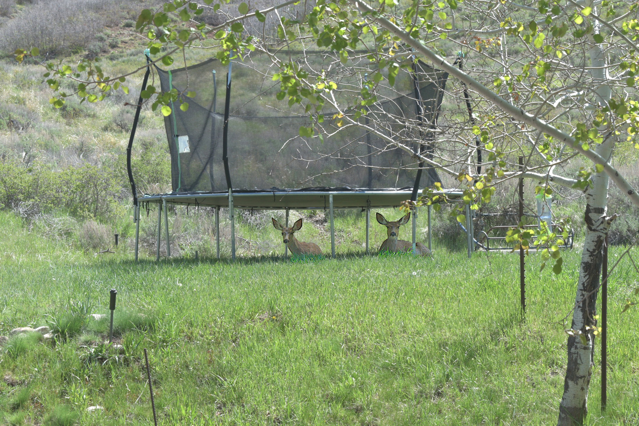 Deer lounging under trampoline
