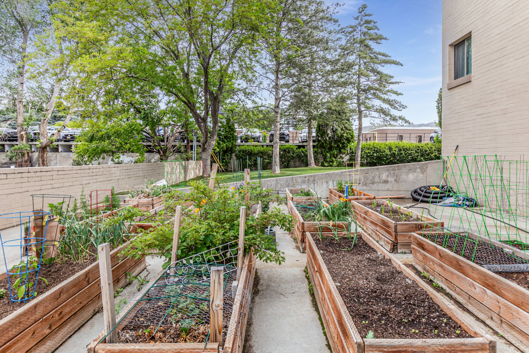 Community garden area featuring multiple wood-framed raised garden beds, concrete pathways, and mature trees