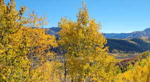 Fall view off of the deck.