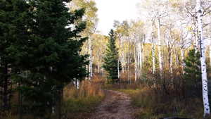 The cabin has a circular loop driveway with manymature White Fir trees.