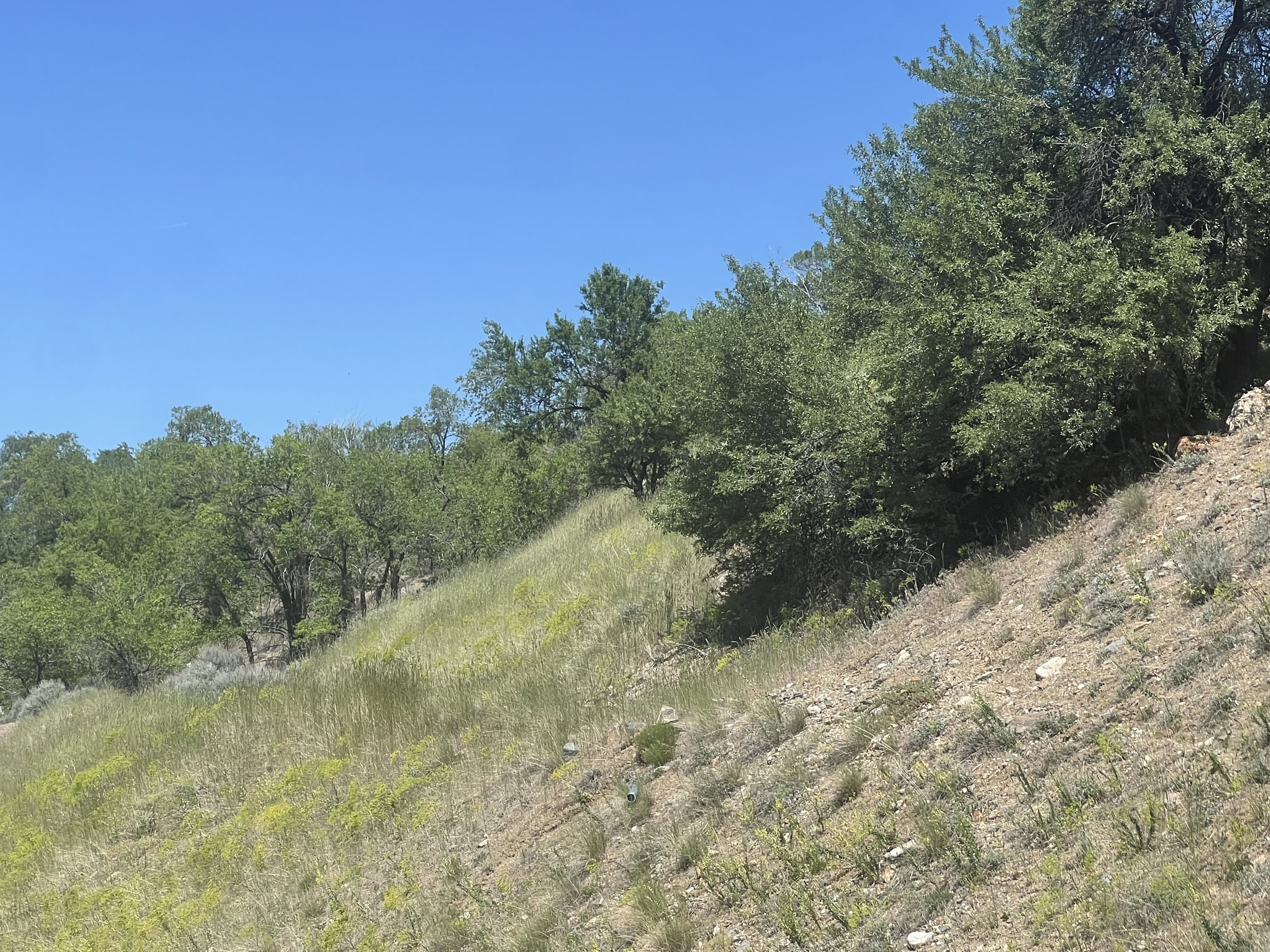 Sloping terrain featuring natural vegetation and mature trees, set against a clear sky