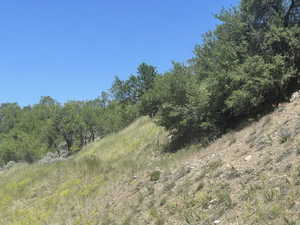 Sloping terrain featuring natural vegetation and mature trees, set against a clear sky