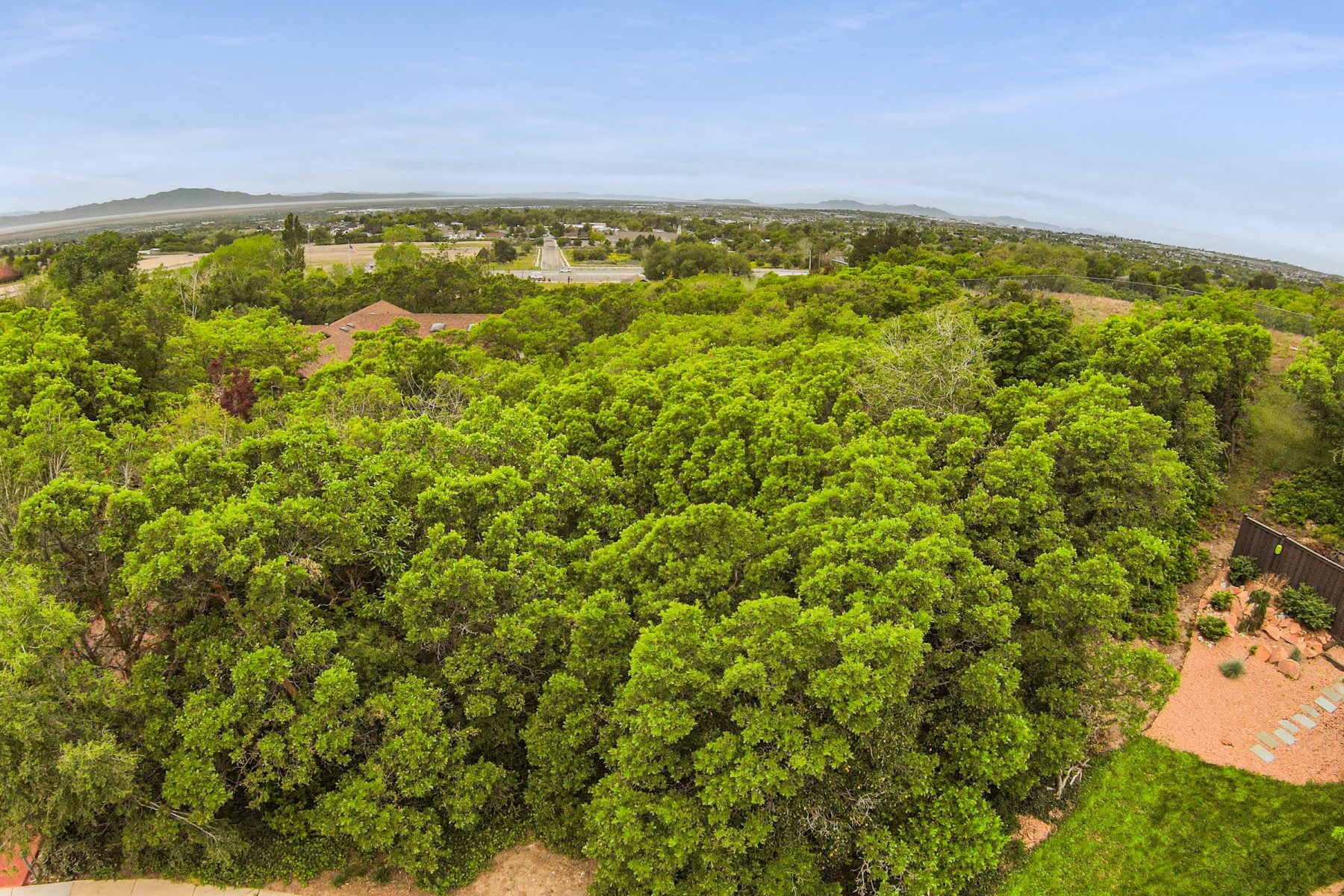 Expansive treed landscape with a verdant canopy