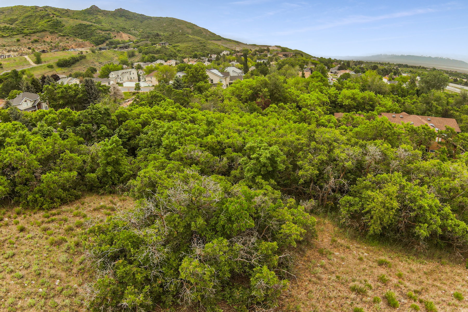 Expansive wooded lot with varied terrain and mature trees