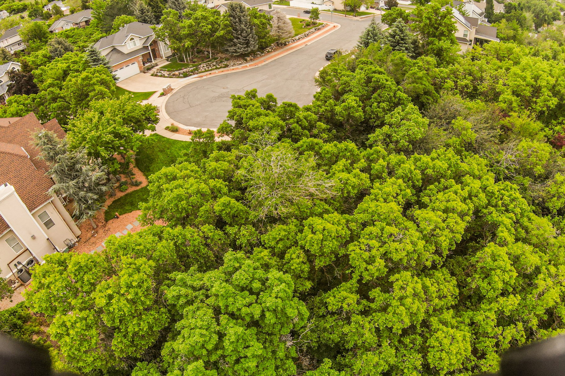 Residential area featuring mature trees and established landscaping