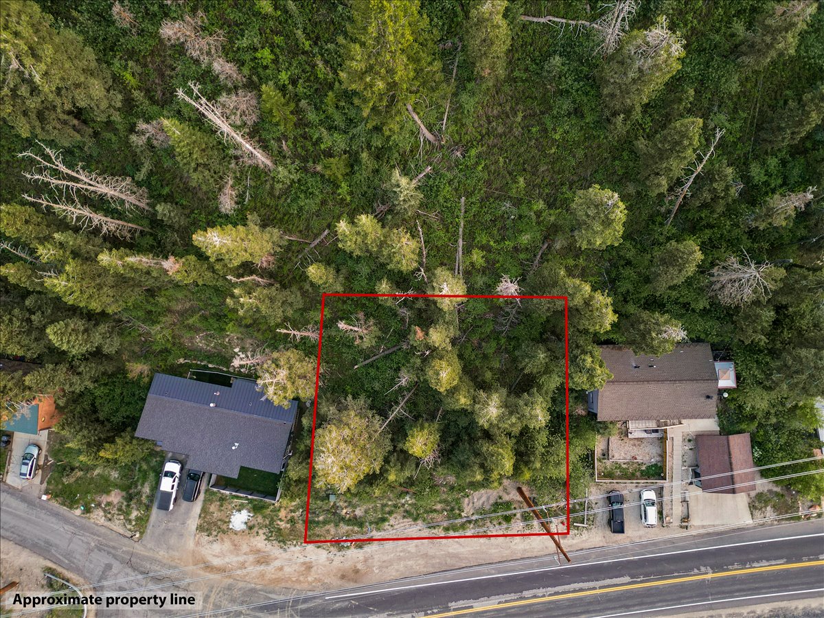 Wooded lot featuring mature evergreen trees