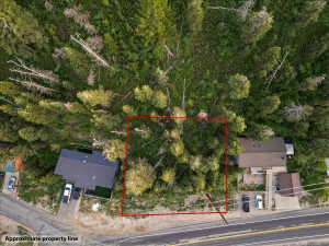Wooded lot featuring mature evergreen trees