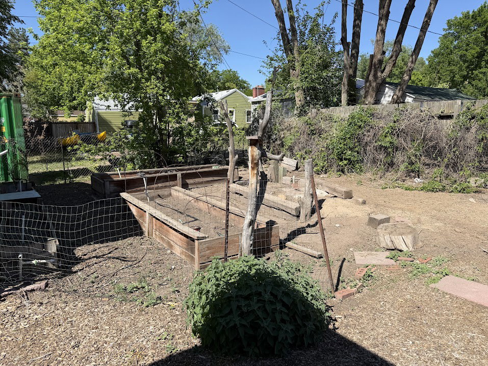 Backyard featuring multiple raised garden beds, a chain-link fence, and mature perimeter trees