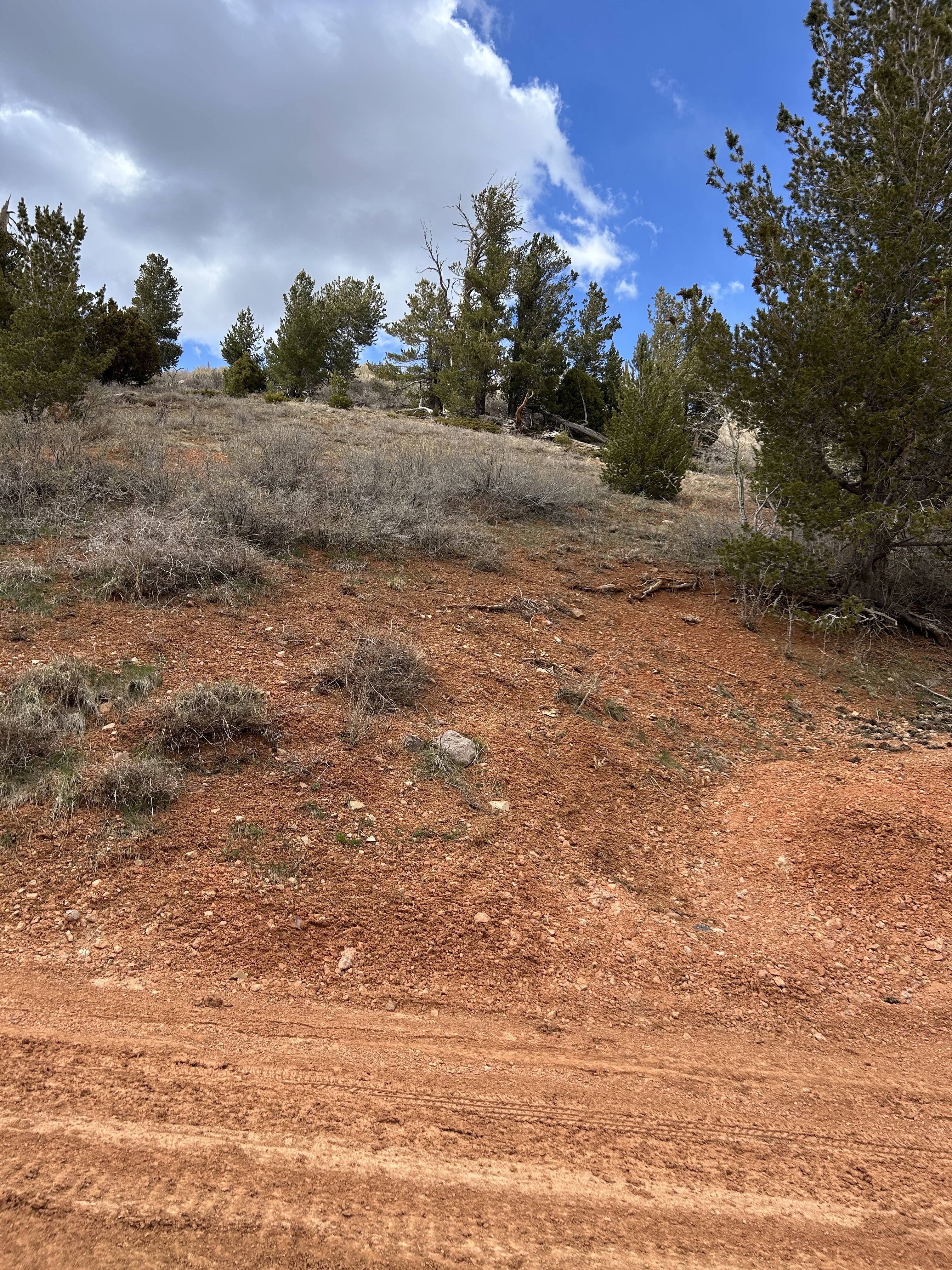 Sloping landscape featuring red earth, scattered green foliage, and mature evergreen trees