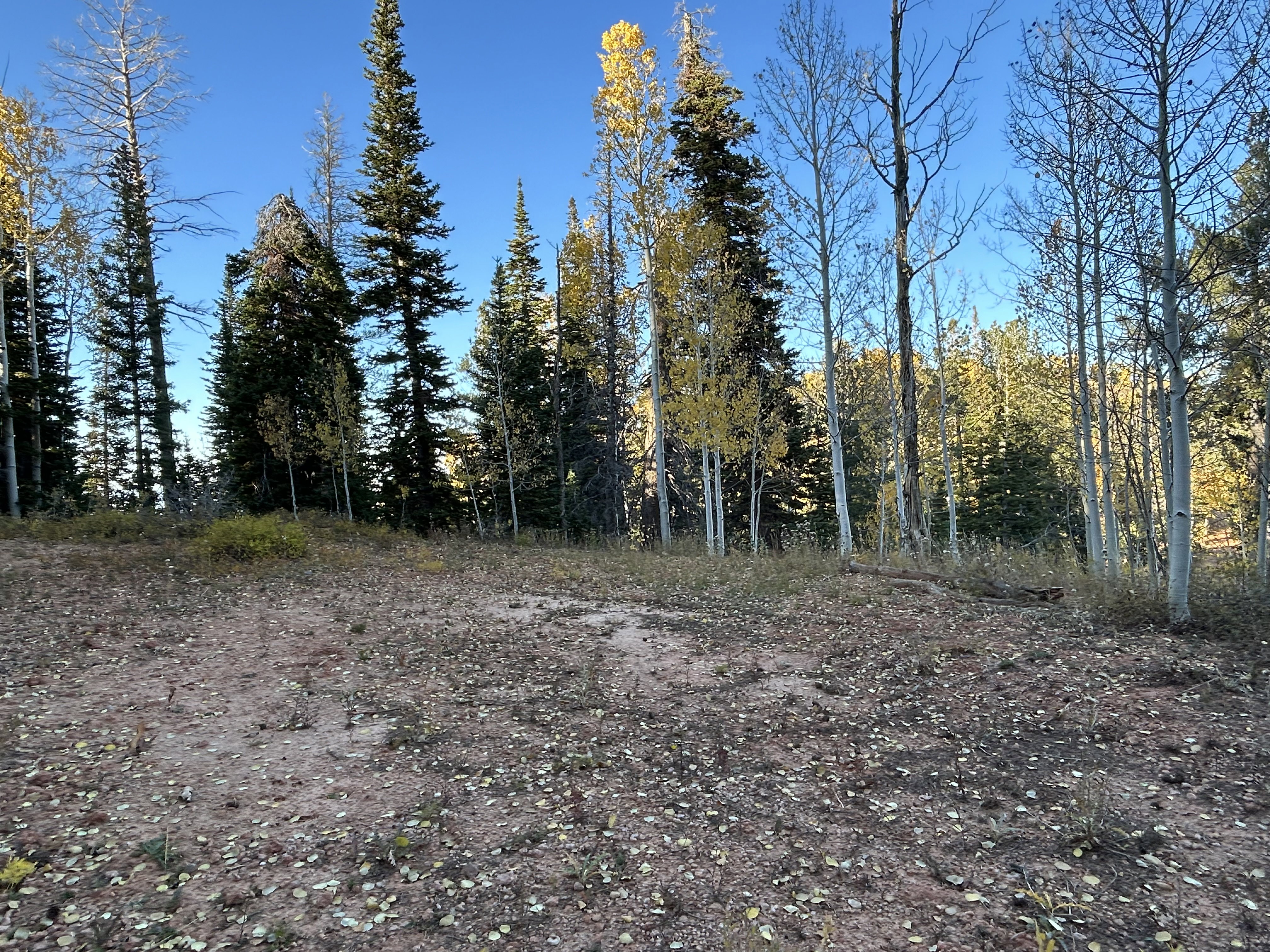 Cleared building site featuring a mix of evergreen and deciduous trees, with scattered foliage on the ground