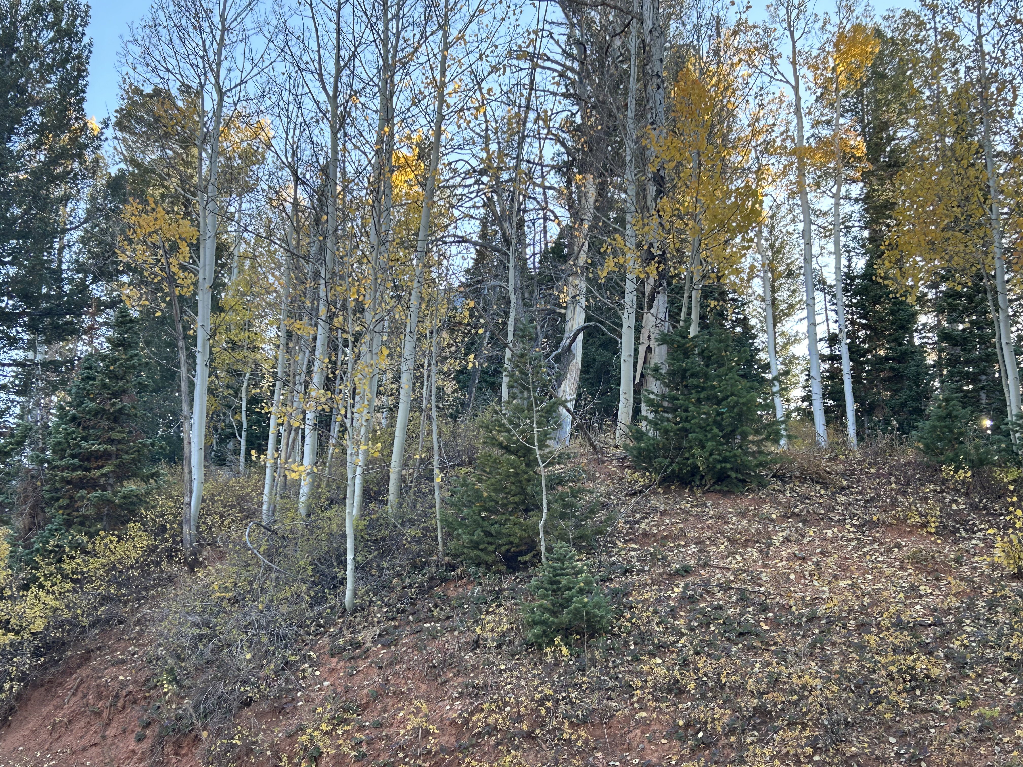 Sloping terrain featuring mature aspen trees with golden foliage, evergreen conifers, natural ground cover, and exposed red earth