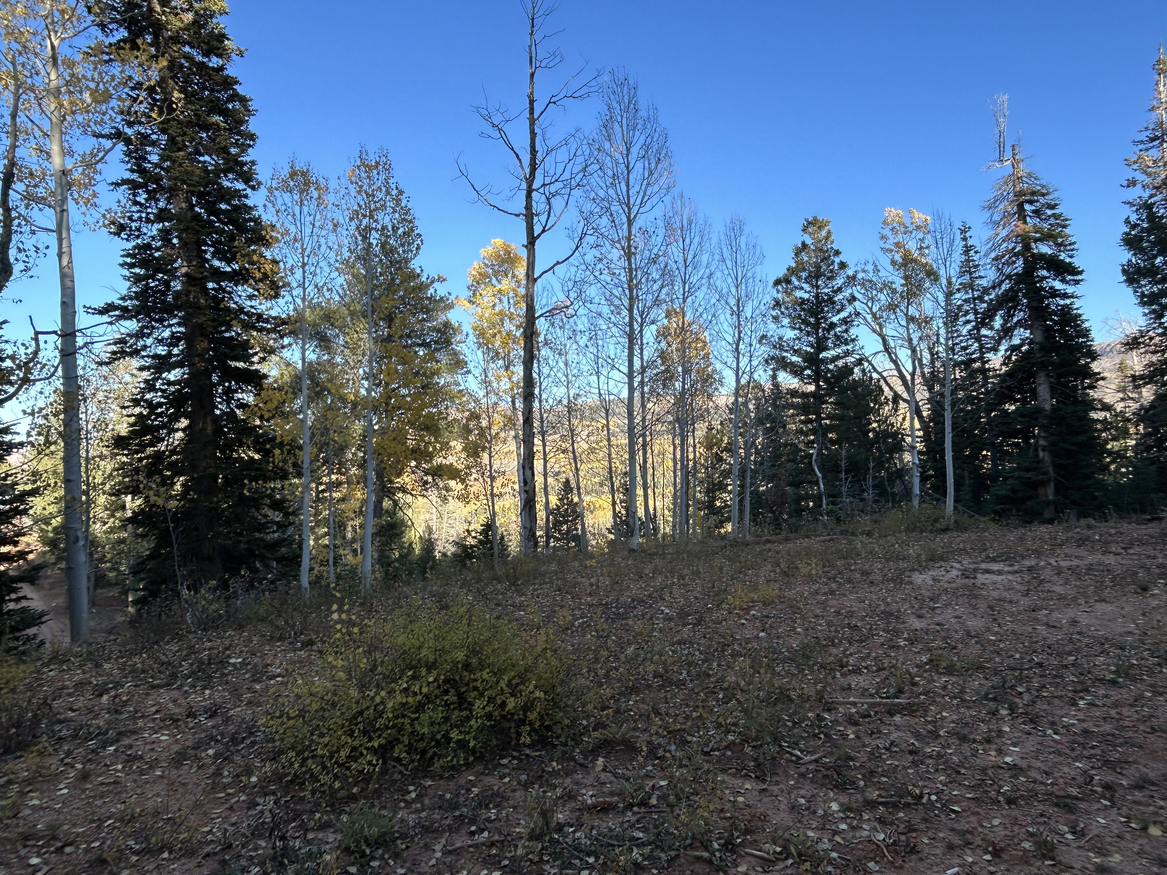 Expansive lot featuring mature evergreen trees and deciduous trees with autumn foliage