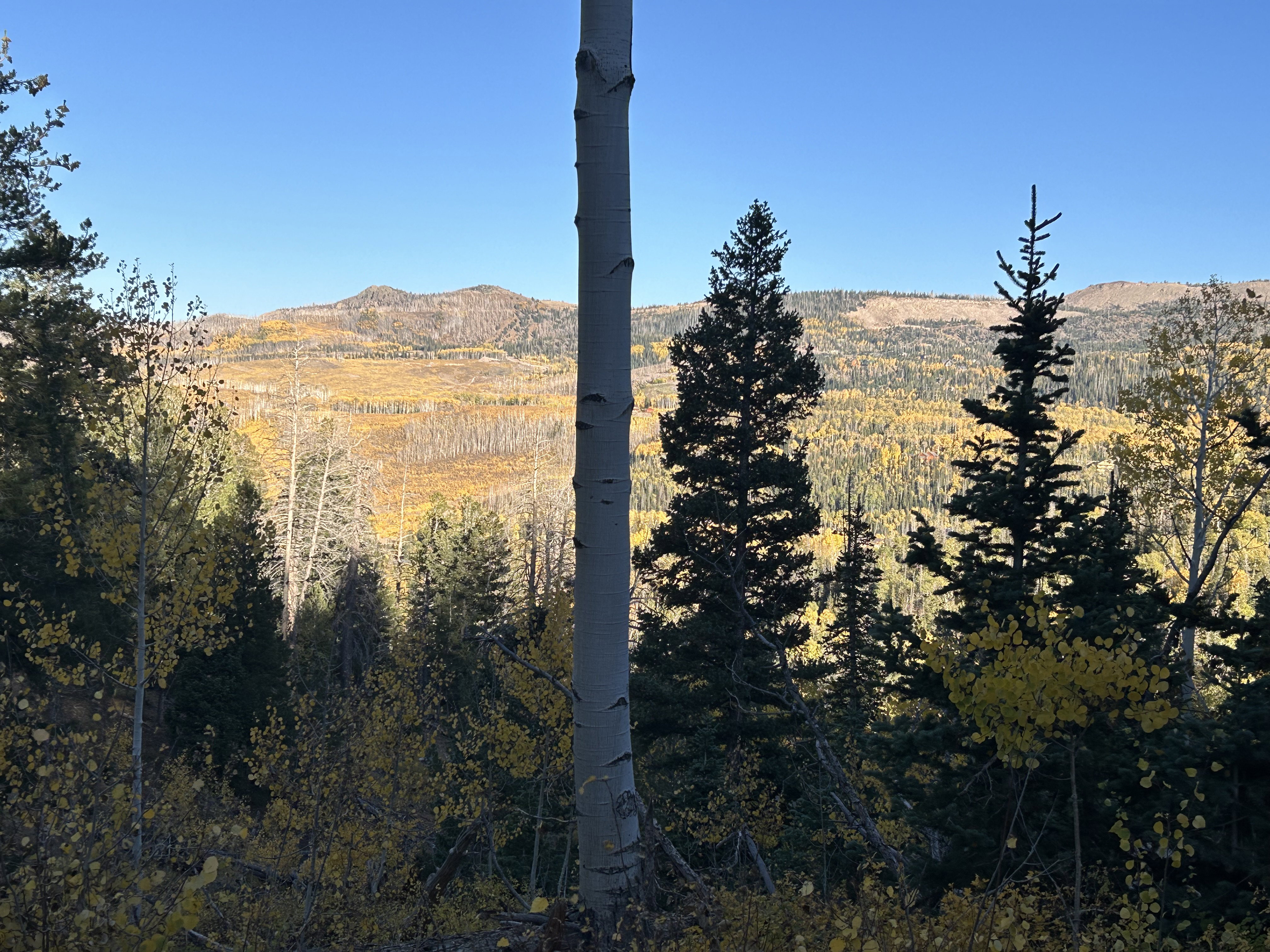 Expansive mountain landscape featuring varied evergreen and deciduous trees
