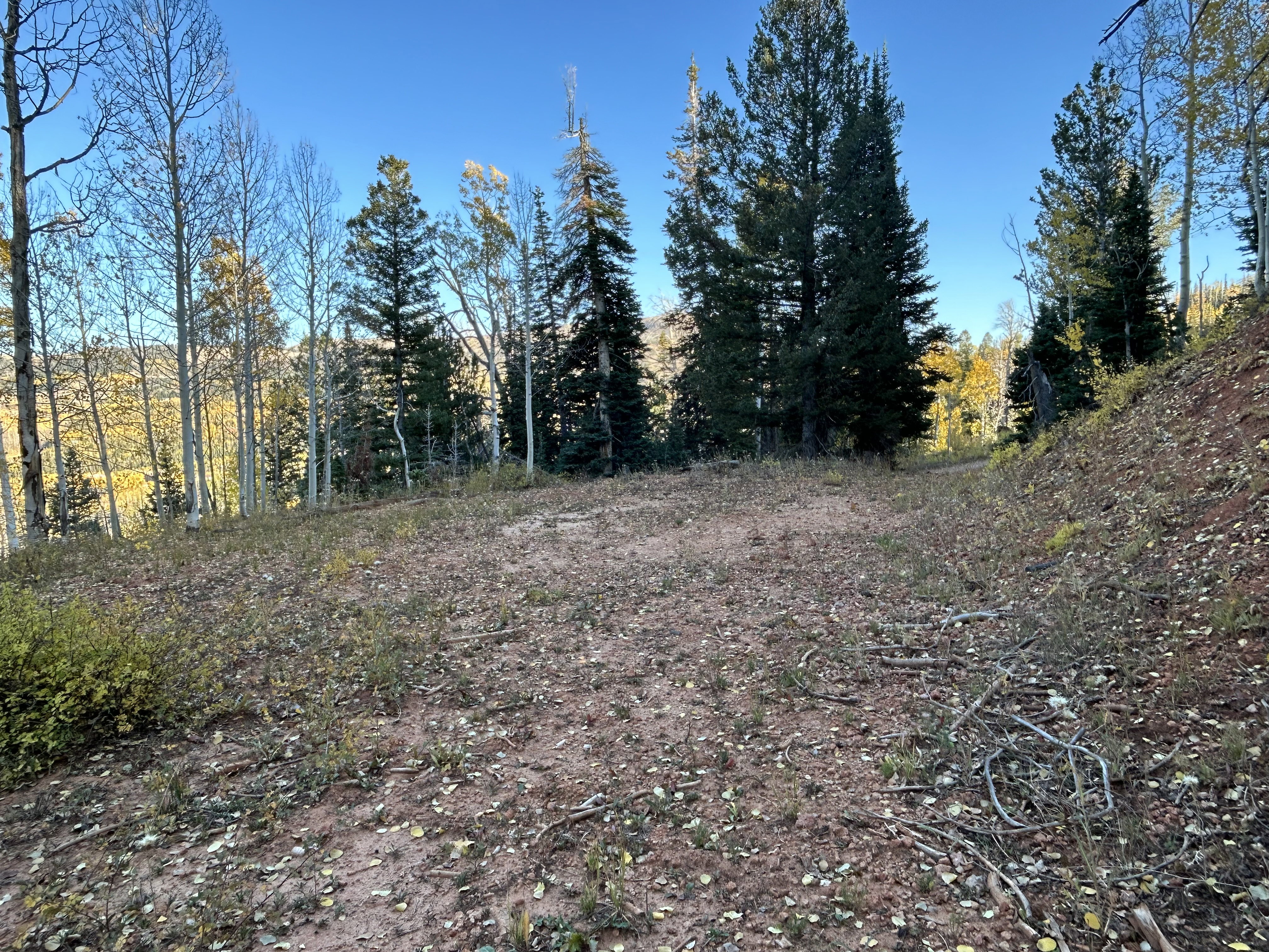 Cleared building site with mature pine and aspen trees surrounding the perimeter
