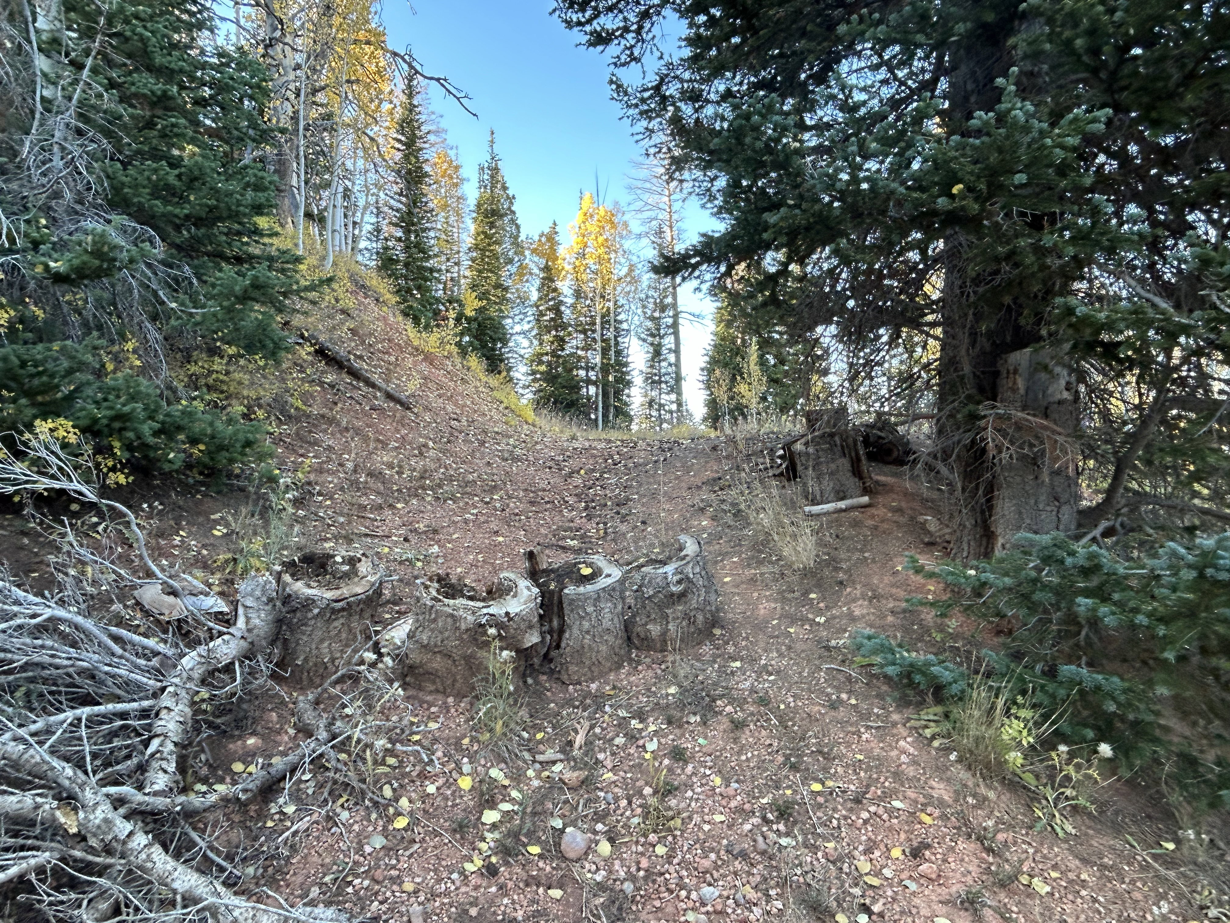 Wooded hillside property featuring a natural ground cover, mature evergreen trees, and partial deciduous tree coverage
