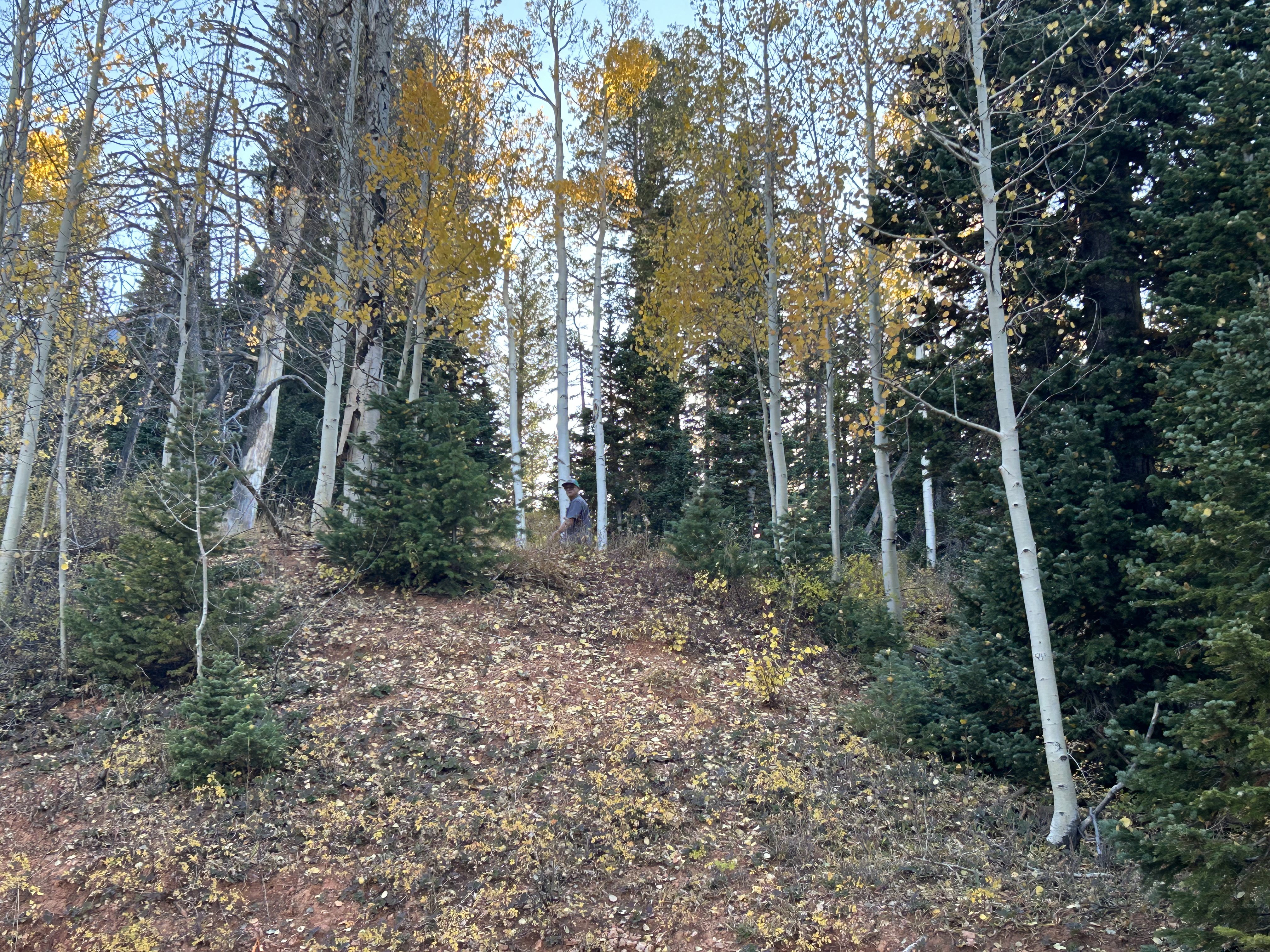 Wooded terrain featuring mature aspen and evergreen trees