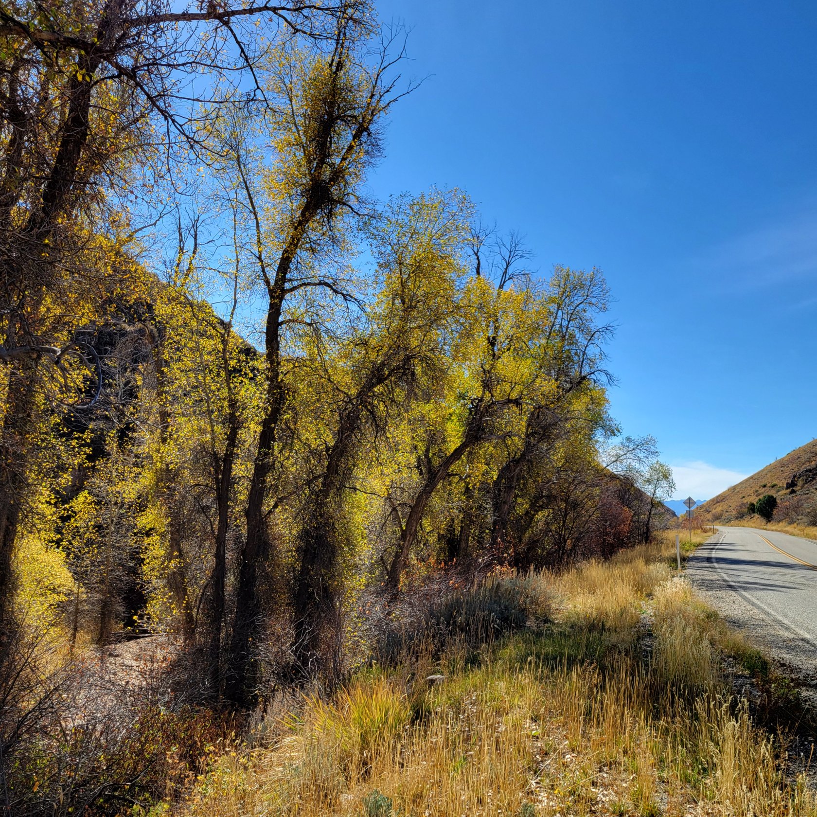 Expansive natural landscape featuring abundant yellow foliage and dense vegetation