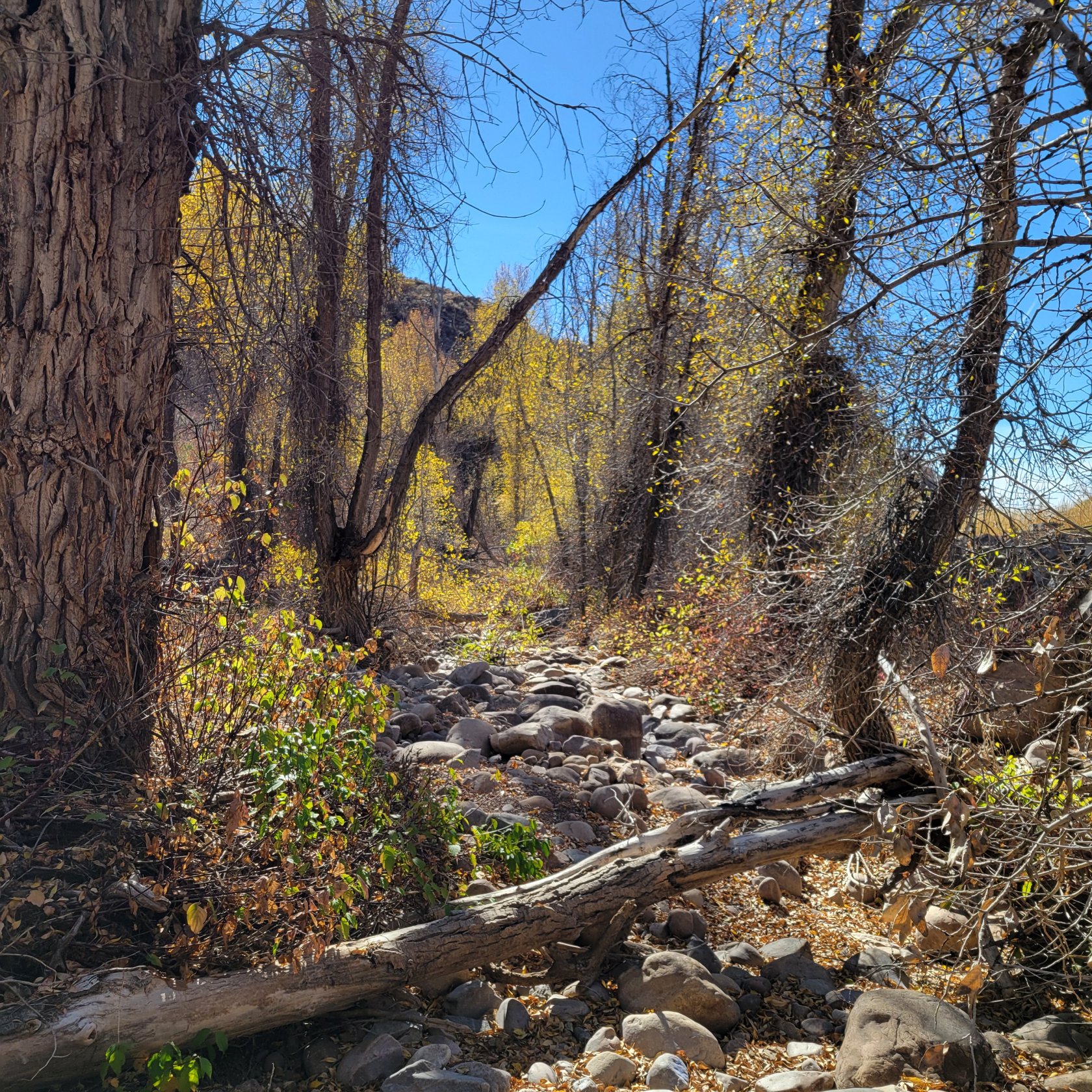Natural riparian area featuring mature trees with golden foliage, a rocky creek bed, and natural wood elements