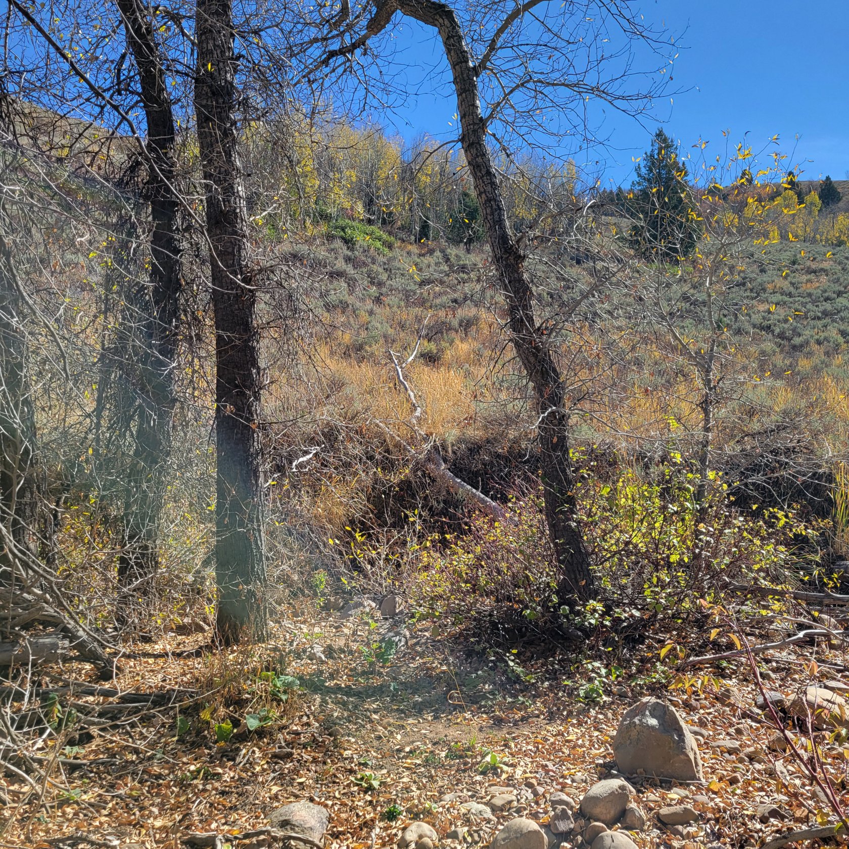 Natural landscaping featuring mature trees and a sloped, vegetated hillside