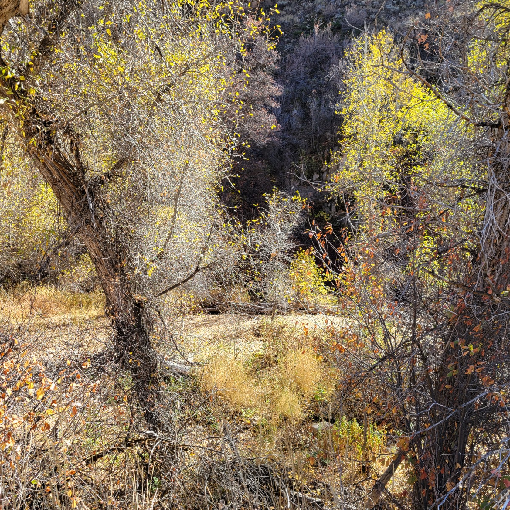 Natural landscape featuring mature trees with yellow and orange foliage, abundant natural brush, and a dry creek bed