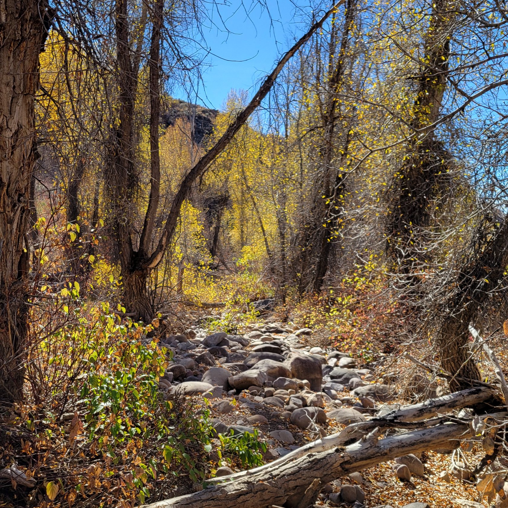 Natural landscape featuring mature deciduous trees with yellow foliage and a rocky dry creek bed