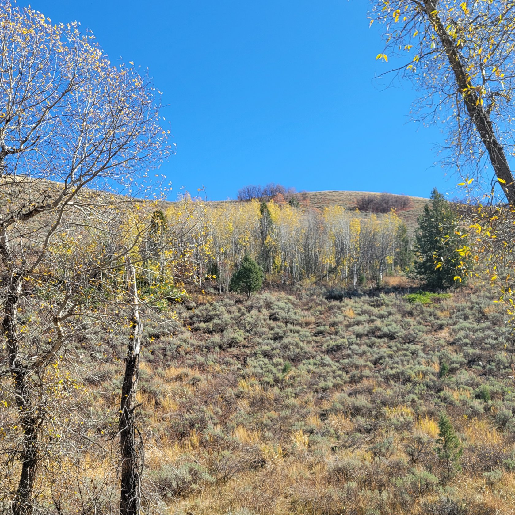 Rolling hills featuring diverse vegetation including deciduous trees with autumn foliage and evergreen trees