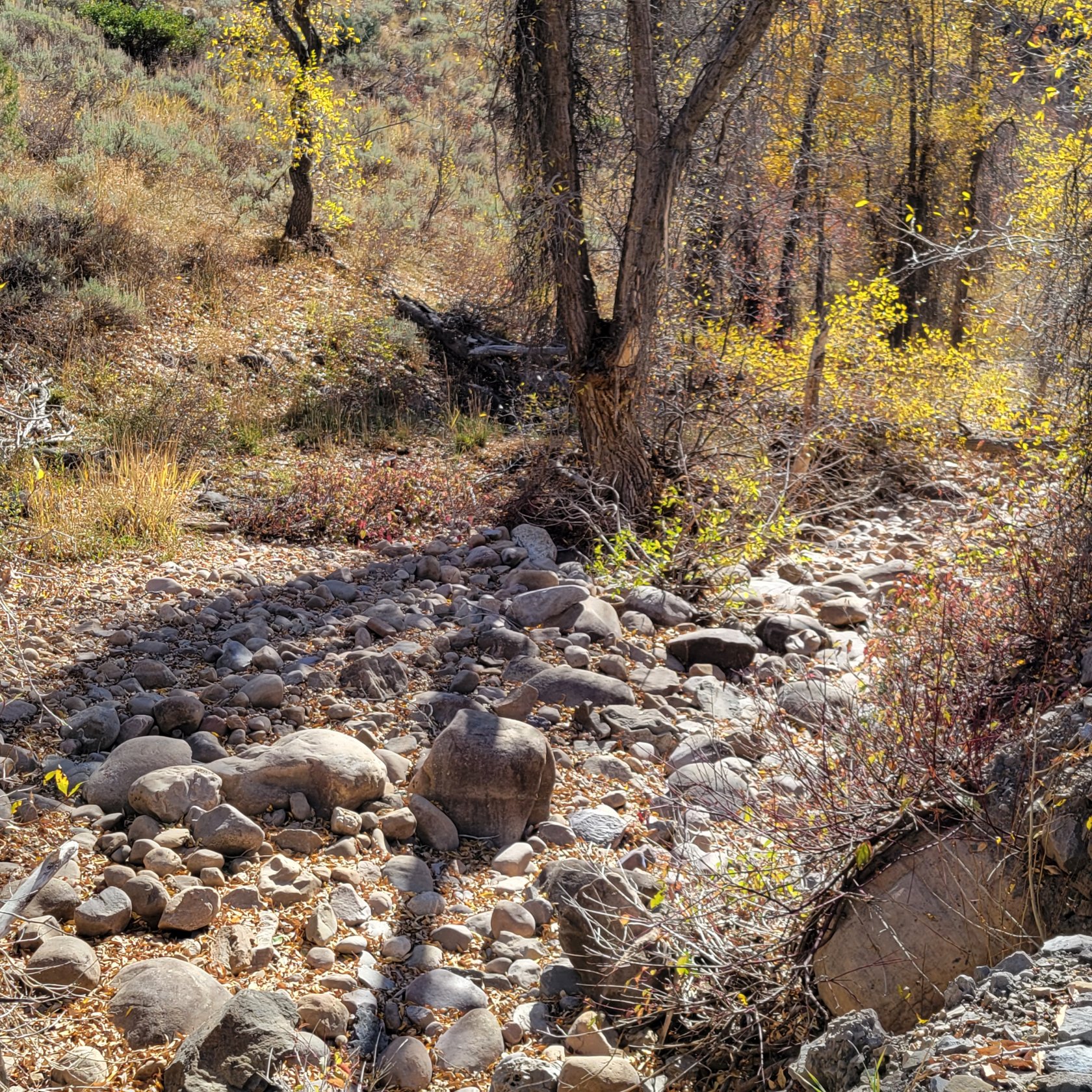 Natural landscape featuring a rocky bed, varied foliage, and mature trees with yellow leaves