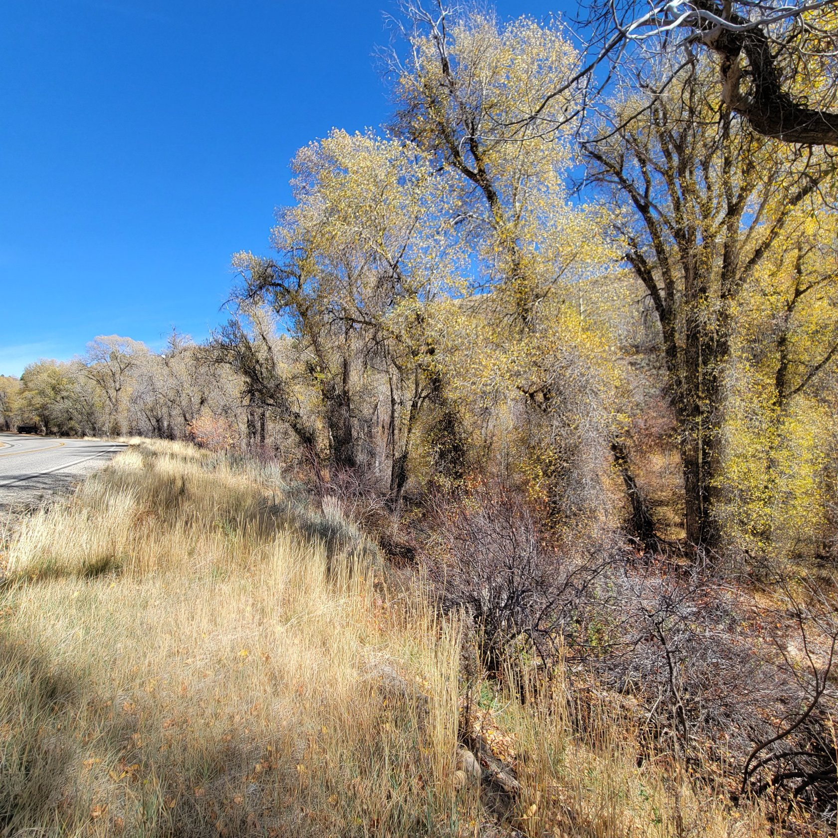 Expansive natural landscape featuring a paved road, mature trees with golden foliage, and varied undergrowth